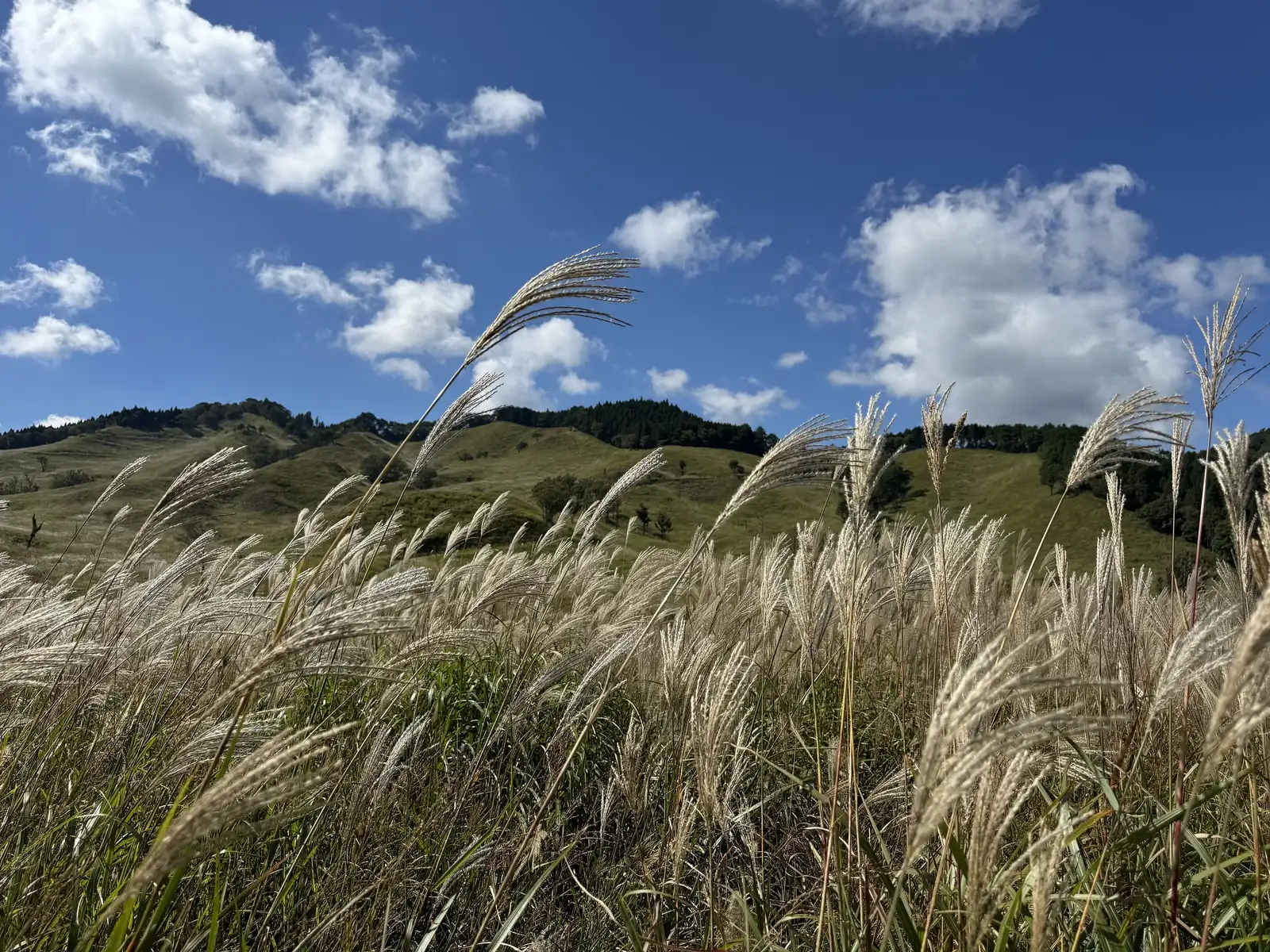 兵库县砥峰高原的芒草